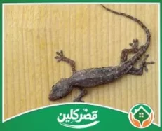 شركة مكافحة الوزغ بالرياض