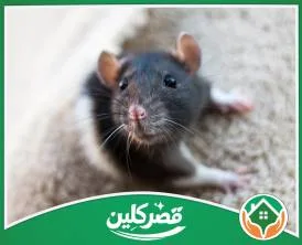 شركة مكافحة الفئران بالرياض