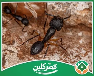 Black Ant Control Company in Riyadh