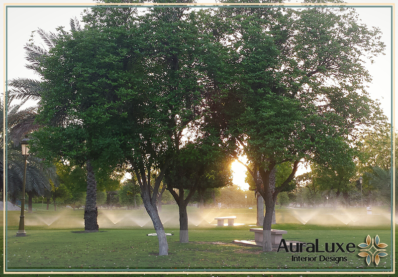 دور الأشجار في تحسين المناخ المحلي وتوفير الظل